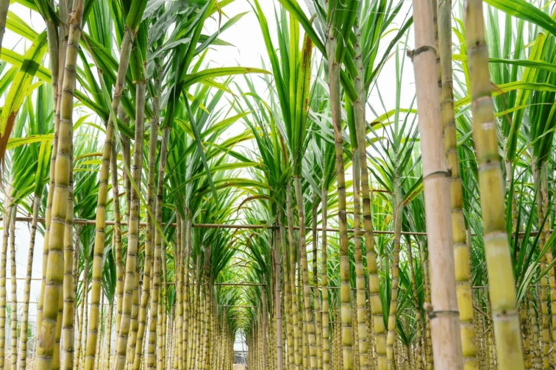 virtual_attach_file.vsb?afc=7UmUViMmQ2Lm9Zn2RTfUNM2UlMRnNldZolV2nm-DnzMknN-0gihFp2hmCIa0L1ysMYyiLYh7Lz78M4C8UNW7M7QRM7-sM4CanNrRn7n2U8nFLl-4MNMfMRTFo7UDL8UJv2bjo4OeosTbqDXZ_ShXptQ0g47aMz-0LzNZL4UJqd-nx&oid=2132157943&tid=1052&nid=19834&e= btiÌåÓý¡¤(Öйú)¹Ù·½ÍøÕ¾ - APPÏÂÔØ